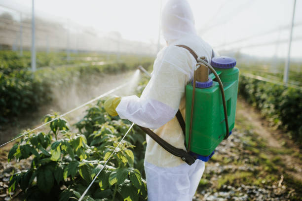 Best Bed Bug Extermination  in Norwood Young America, MN